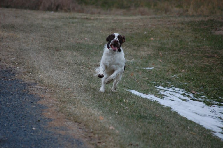 Earl, an English Springer Spaniel tested with EmbarkVet.com