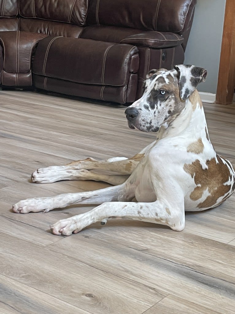 Cooper, a Great Dane tested with EmbarkVet.com