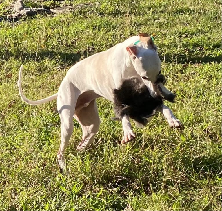 Zoom, a Whippet tested with EmbarkVet.com