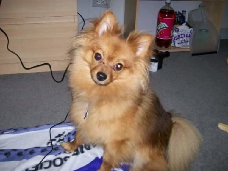 Zeke, a Pomeranian tested with EmbarkVet.com