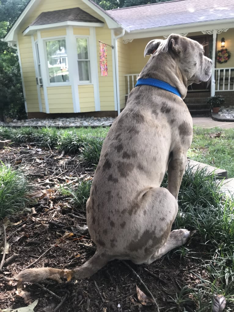 Tammy, an American Pit Bull Terrier and Boxer mix tested with EmbarkVet.com