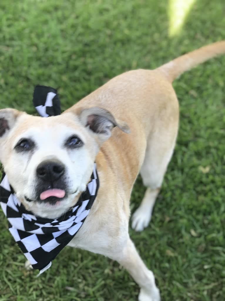 Roxie, a Boxer and Brittany mix tested with EmbarkVet.com