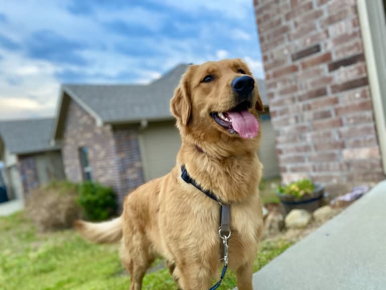 Delta, a Golden Retriever tested with EmbarkVet.com