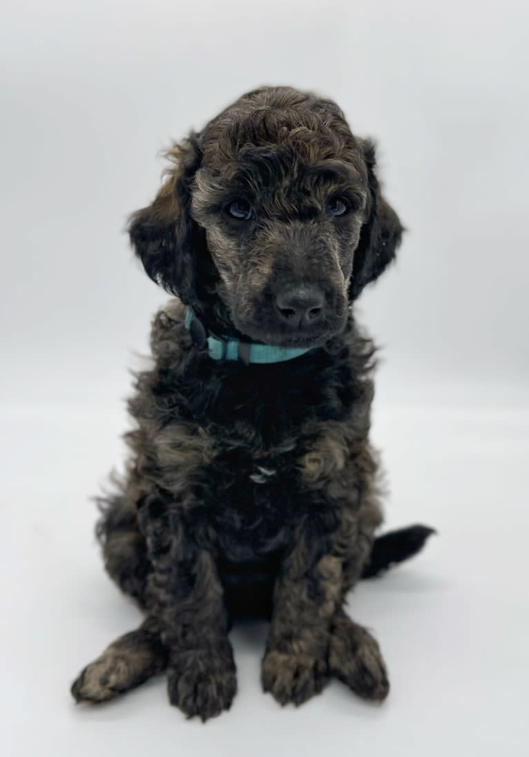 Poppy, a Poodle (Standard) tested with EmbarkVet.com