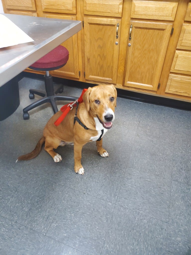 Rollo, an American Pit Bull Terrier and Labrador Retriever mix tested with EmbarkVet.com