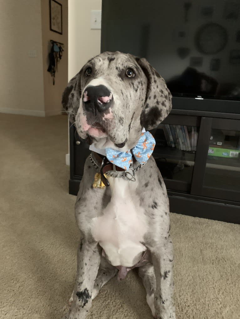 Koa, a Great Dane tested with EmbarkVet.com