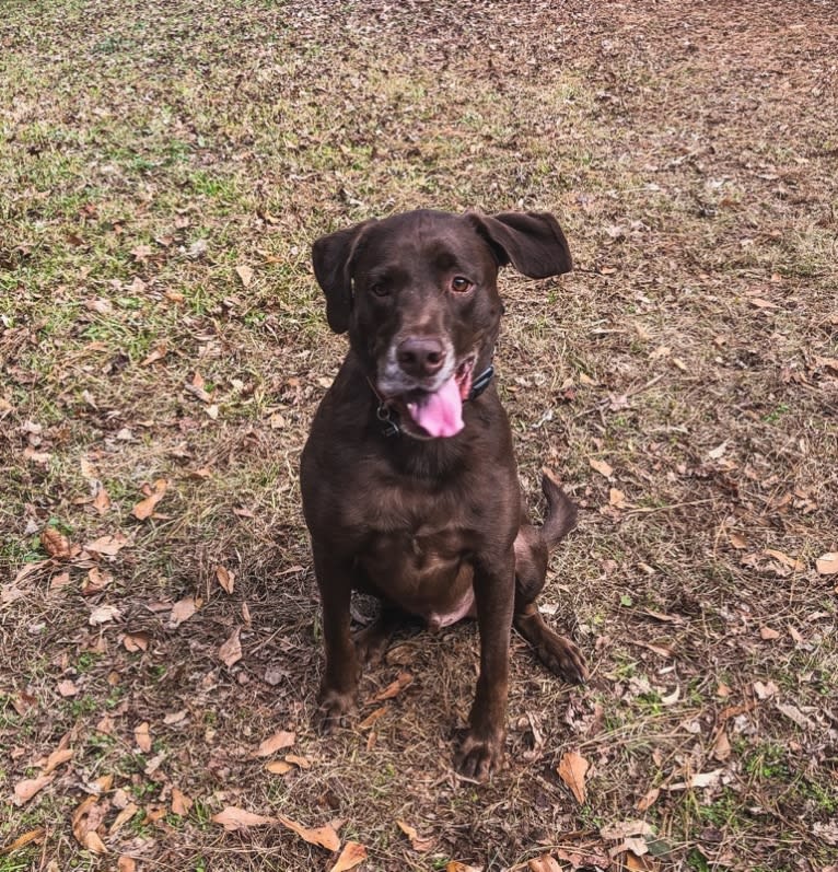 Rosco, a Labrador Retriever and Great Pyrenees mix tested with EmbarkVet.com