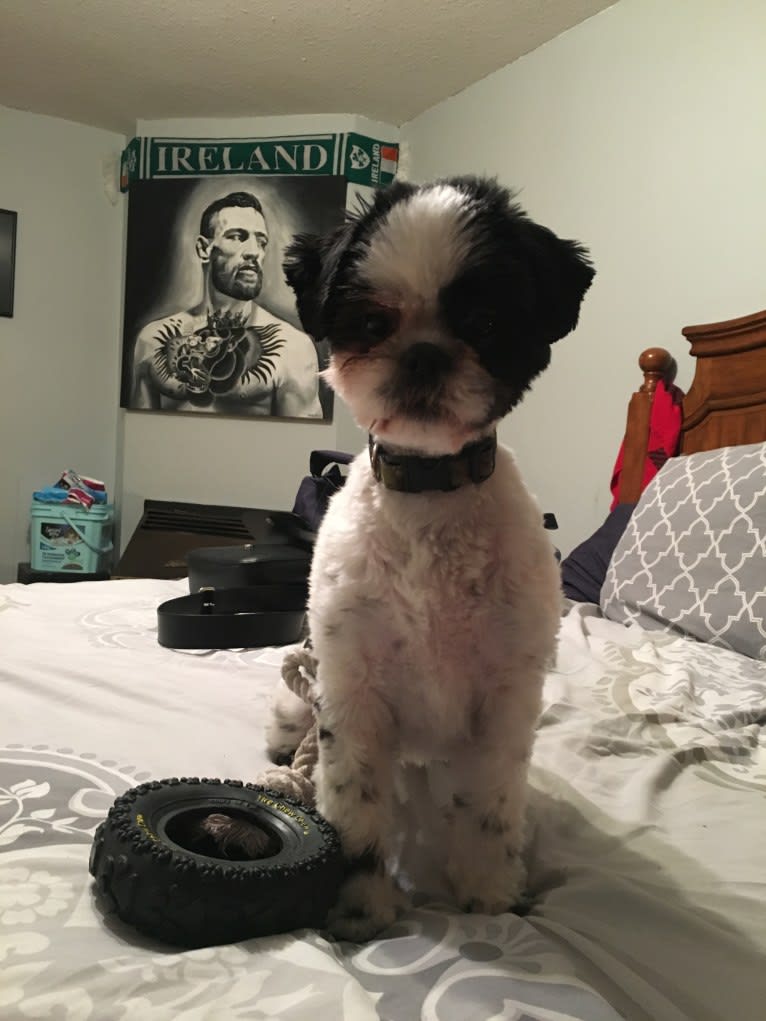 McGregor, a Shih Tzu tested with EmbarkVet.com