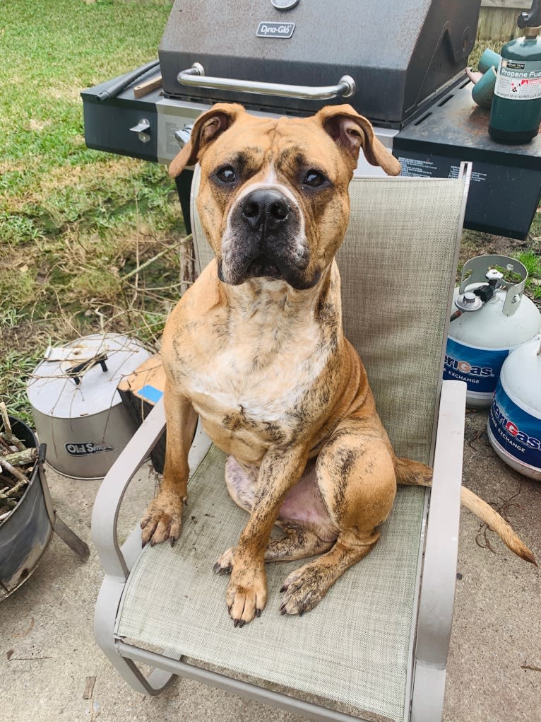 Mikey, an American Bulldog tested with EmbarkVet.com