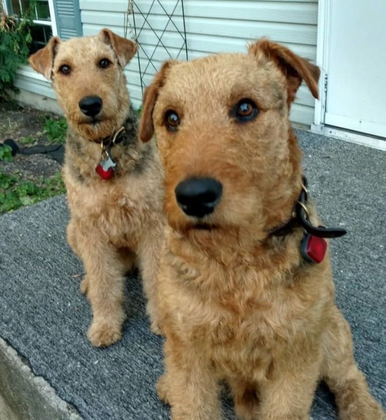 Kratos, an Airedale Terrier tested with EmbarkVet.com