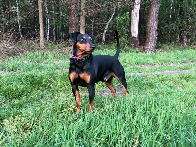 Castor, a German Pinscher tested with EmbarkVet.com