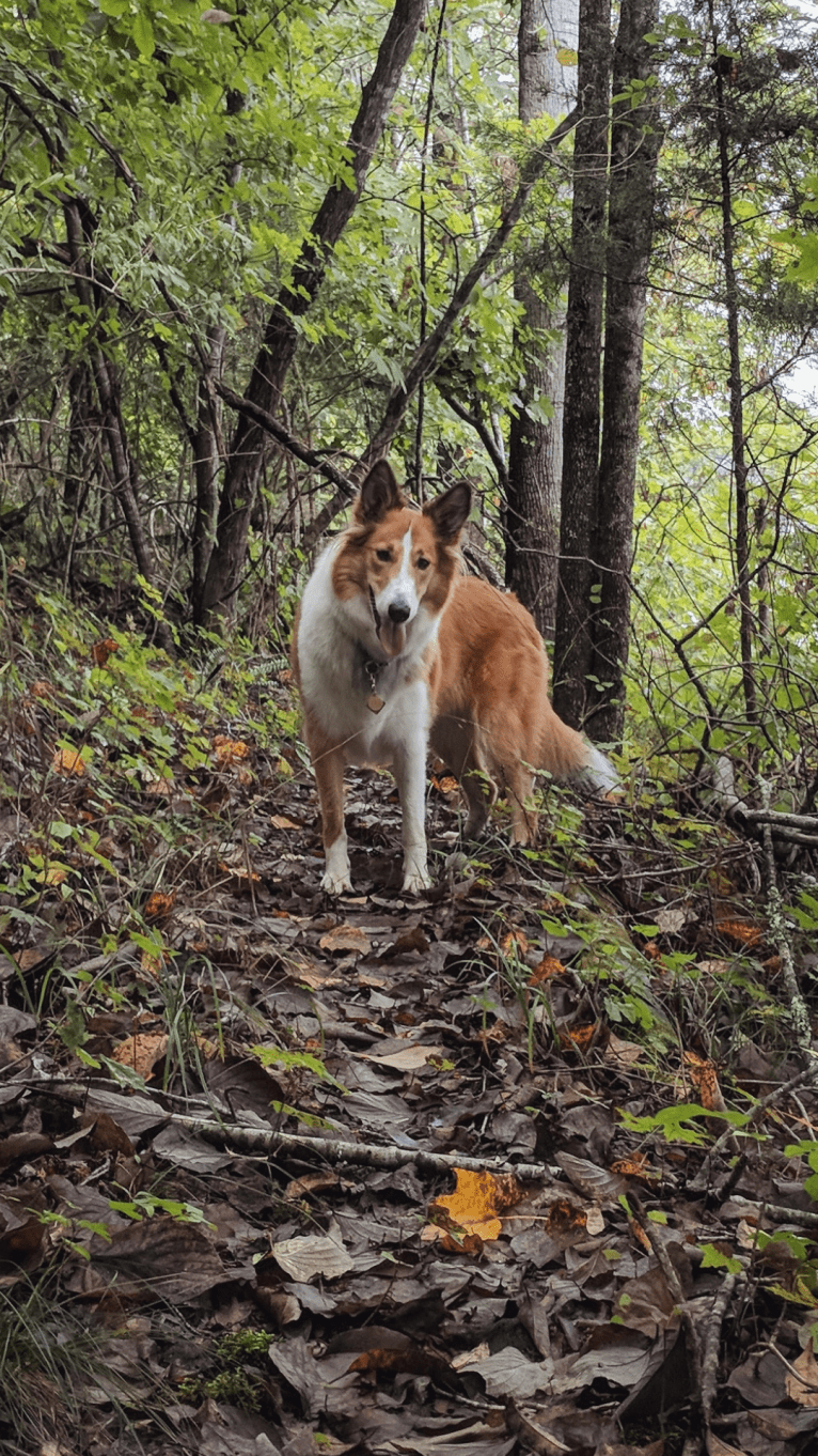 Vega, a Collie and English Shepherd mix tested with EmbarkVet.com