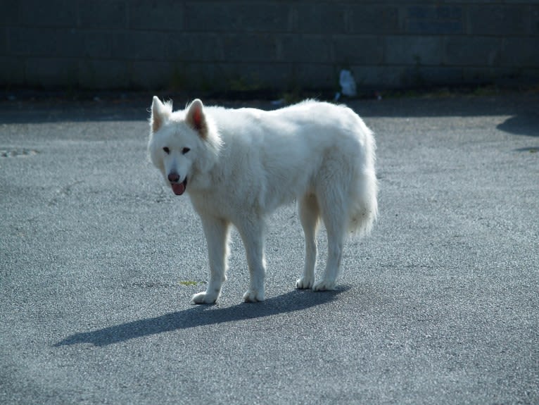 Alaska, a German Shepherd Dog and Akita mix tested with EmbarkVet.com