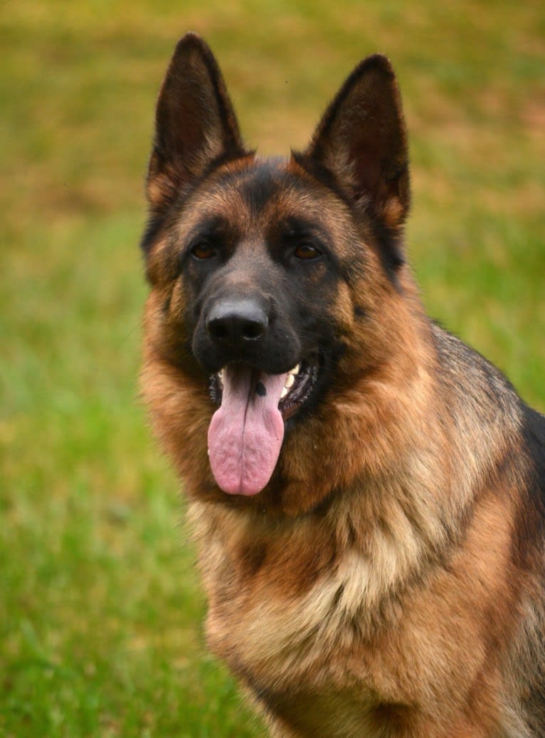 Chicha, a German Shepherd Dog tested with EmbarkVet.com