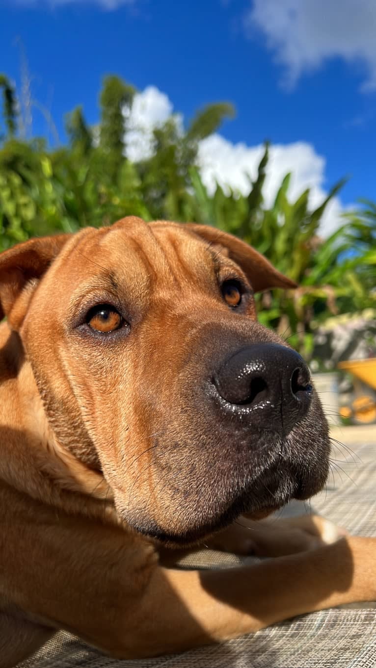 Wookie, an American Pit Bull Terrier and Bulldog mix tested with EmbarkVet.com