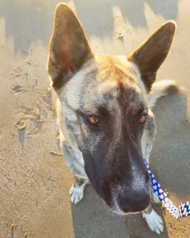 Moose, a Siberian Husky and Alaskan Malamute mix tested with EmbarkVet.com