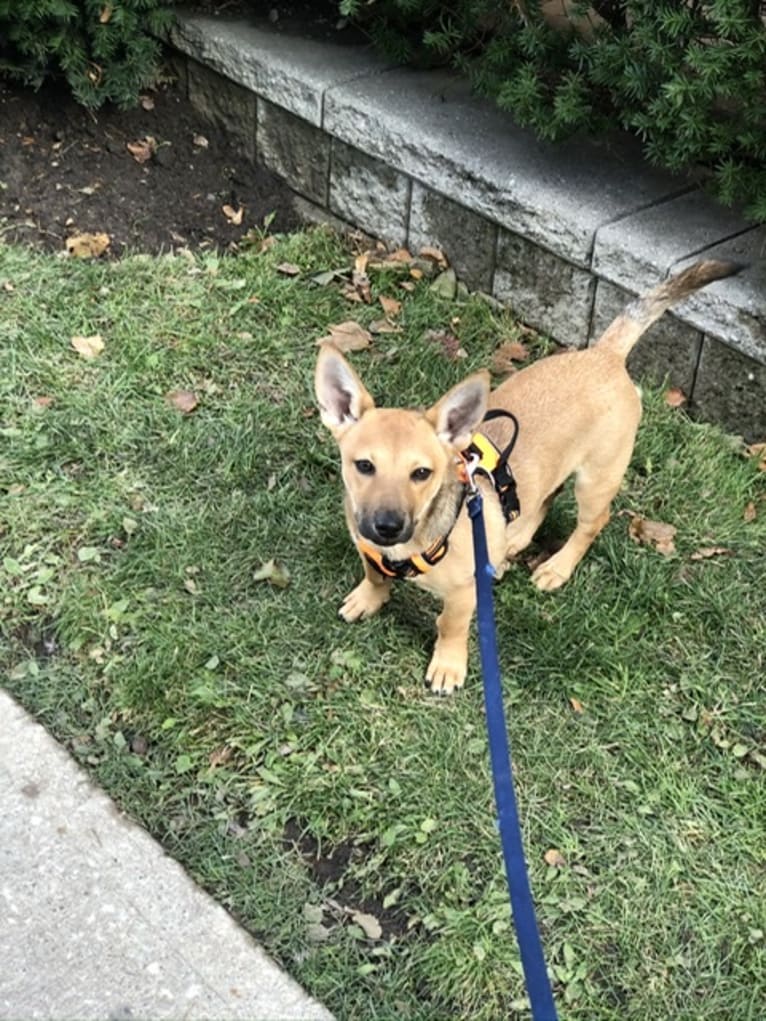 Goober, a Chihuahua and Chow Chow mix tested with EmbarkVet.com