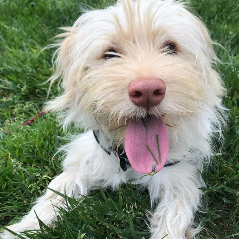 Murphy, a West Highland White Terrier and Shih Tzu mix tested with EmbarkVet.com