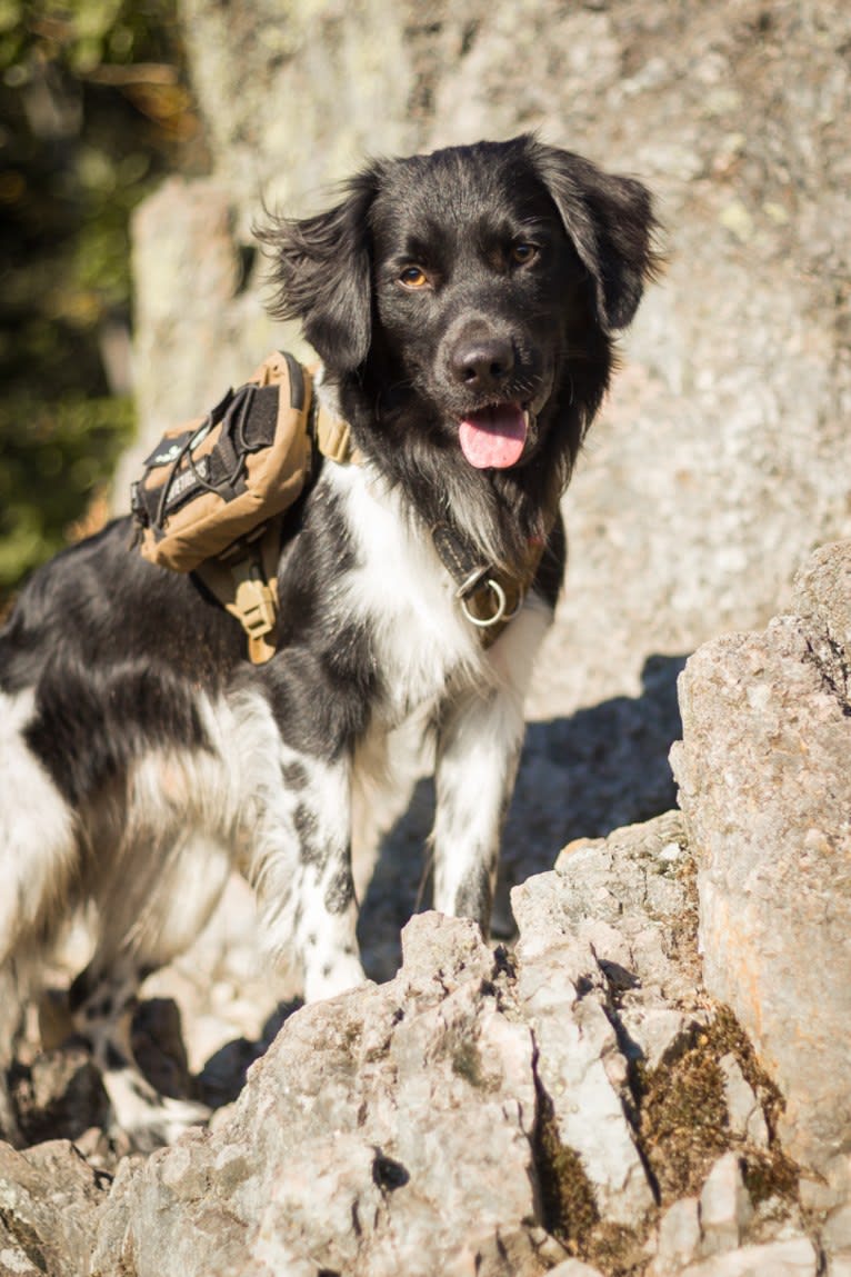 Jamie, a Stabyhoun tested with EmbarkVet.com