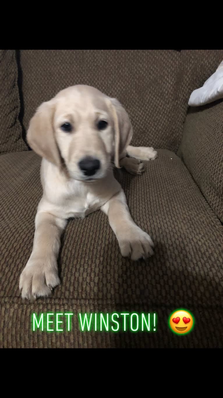 Winston, a Labradoodle tested with EmbarkVet.com