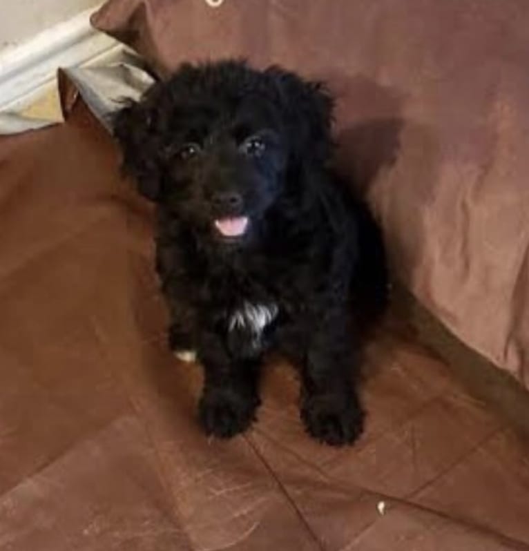 Bluebonnet, a Poodle (Small) and American Pit Bull Terrier mix tested with EmbarkVet.com