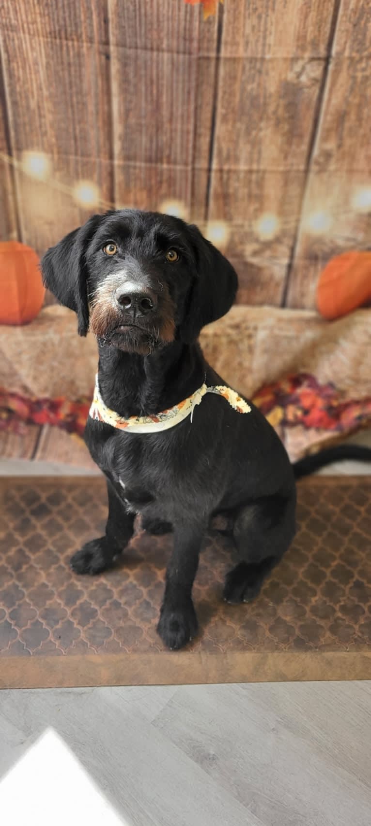 Levi, a Labradoodle tested with EmbarkVet.com