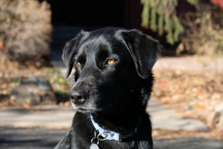 Riley, a Weimaraner and Labrador Retriever mix tested with EmbarkVet.com