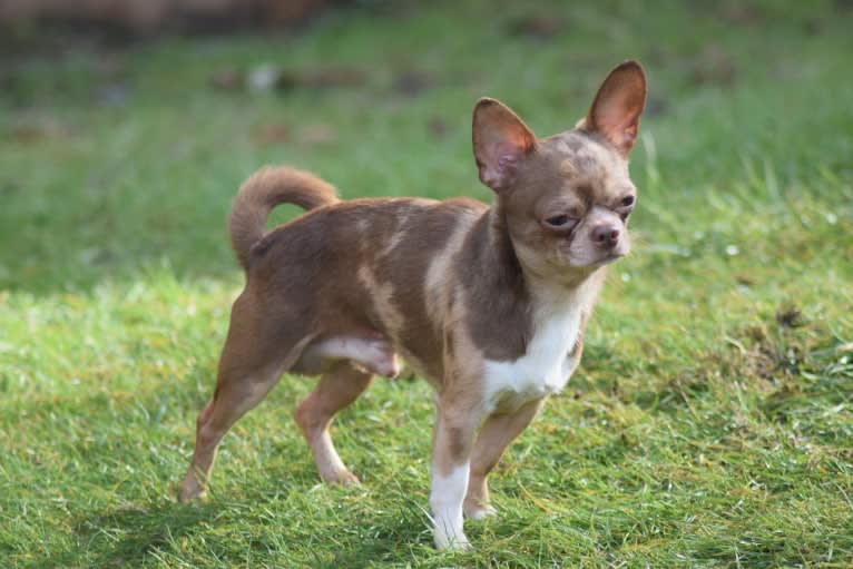 Marvin, a Chihuahua tested with EmbarkVet.com