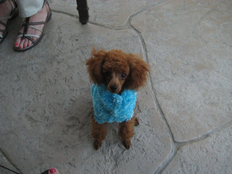 Razzie, a Poodle (Small) tested with EmbarkVet.com