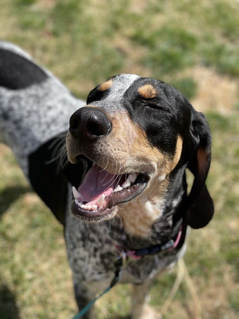 Bell, a Bluetick Coonhound tested with EmbarkVet.com