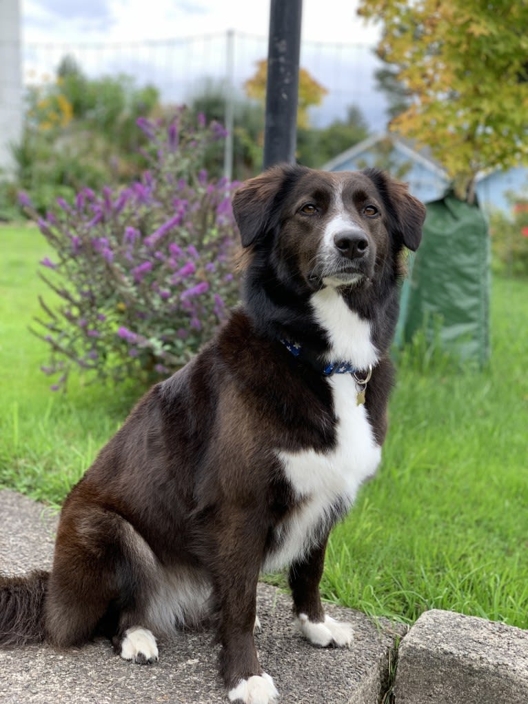 Jane, an English Shepherd tested with EmbarkVet.com