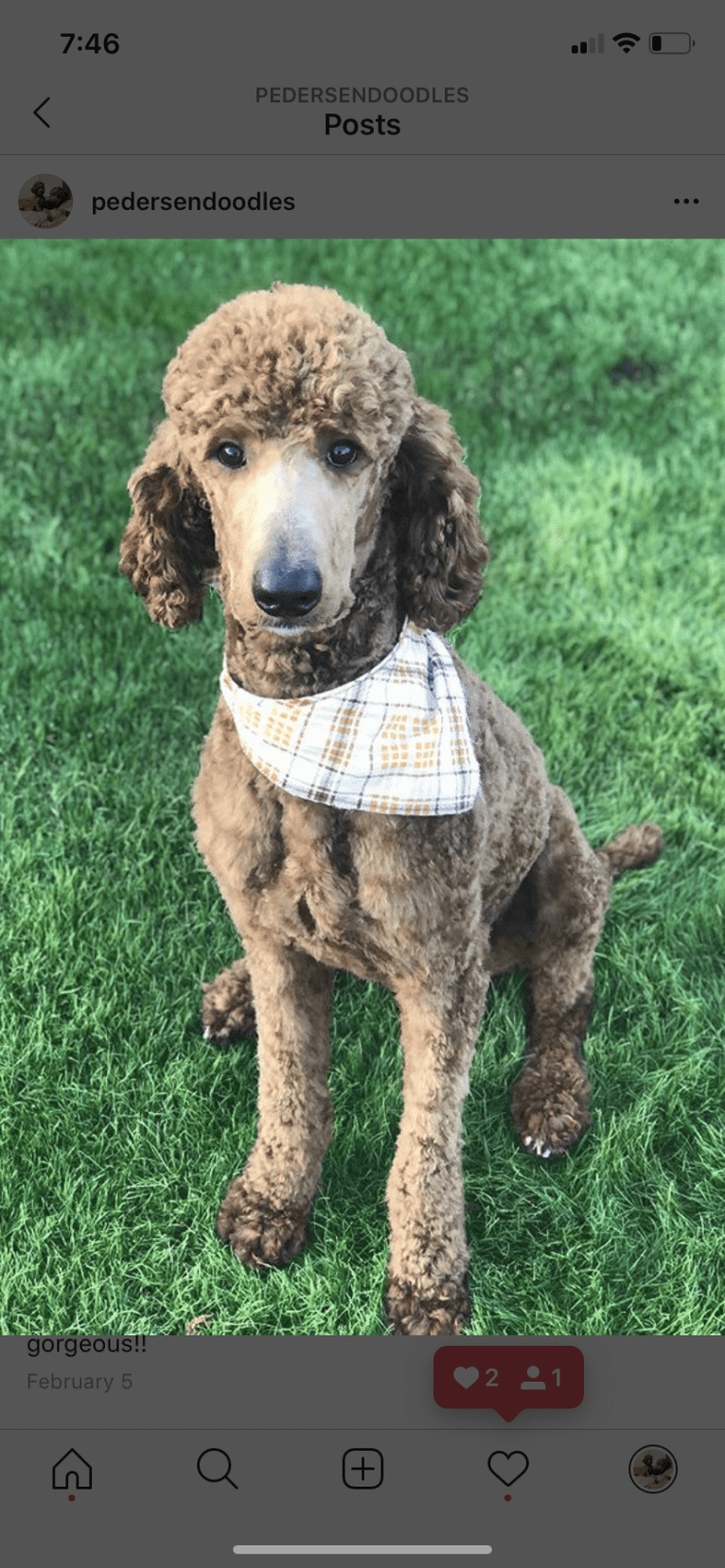 Grizzly, a Poodle (Standard) tested with EmbarkVet.com