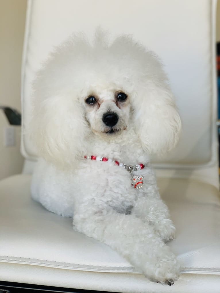 GiGi L'Amour, a Poodle (Small) tested with EmbarkVet.com