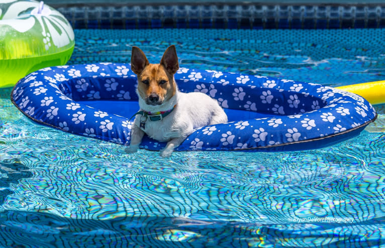 Tooey, a Chihuahua and Rat Terrier mix tested with EmbarkVet.com