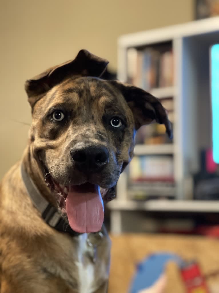 Dante, a Cane Corso and Australian Shepherd mix tested with EmbarkVet.com