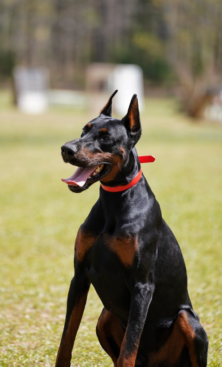 Duke, a Doberman Pinscher tested with EmbarkVet.com