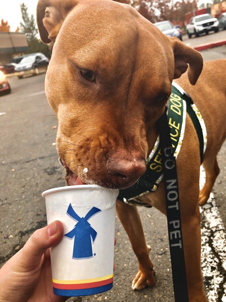 Jasper, an American Bully tested with EmbarkVet.com