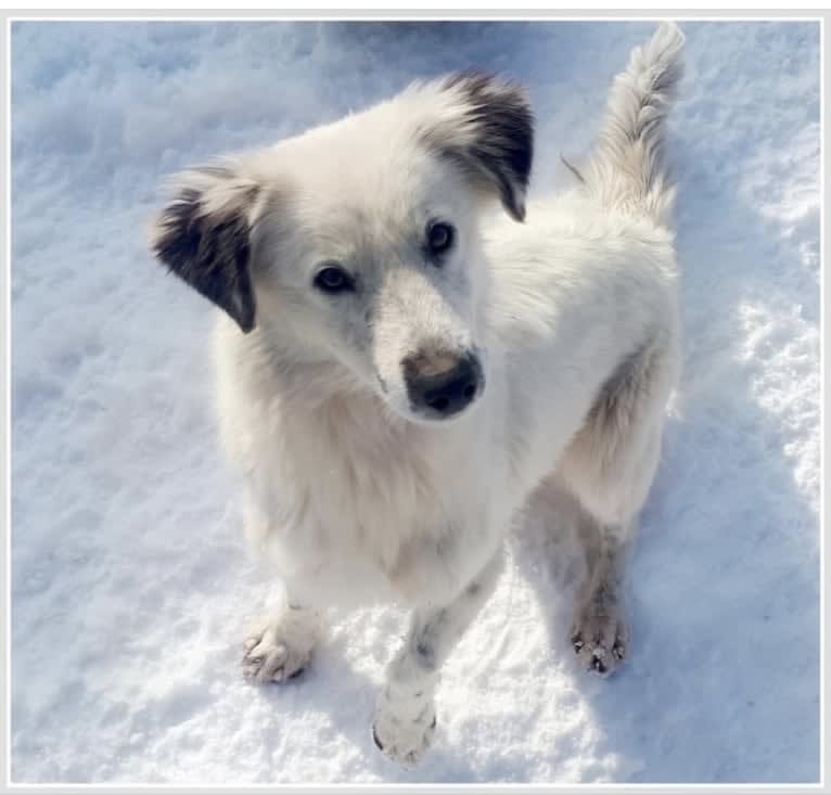 Kuzya, an Eastern European Village Dog tested with EmbarkVet.com