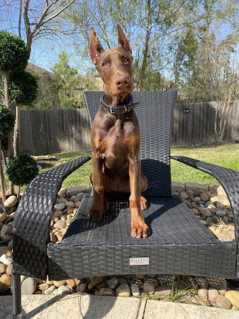 Gertie, a Doberman Pinscher tested with EmbarkVet.com