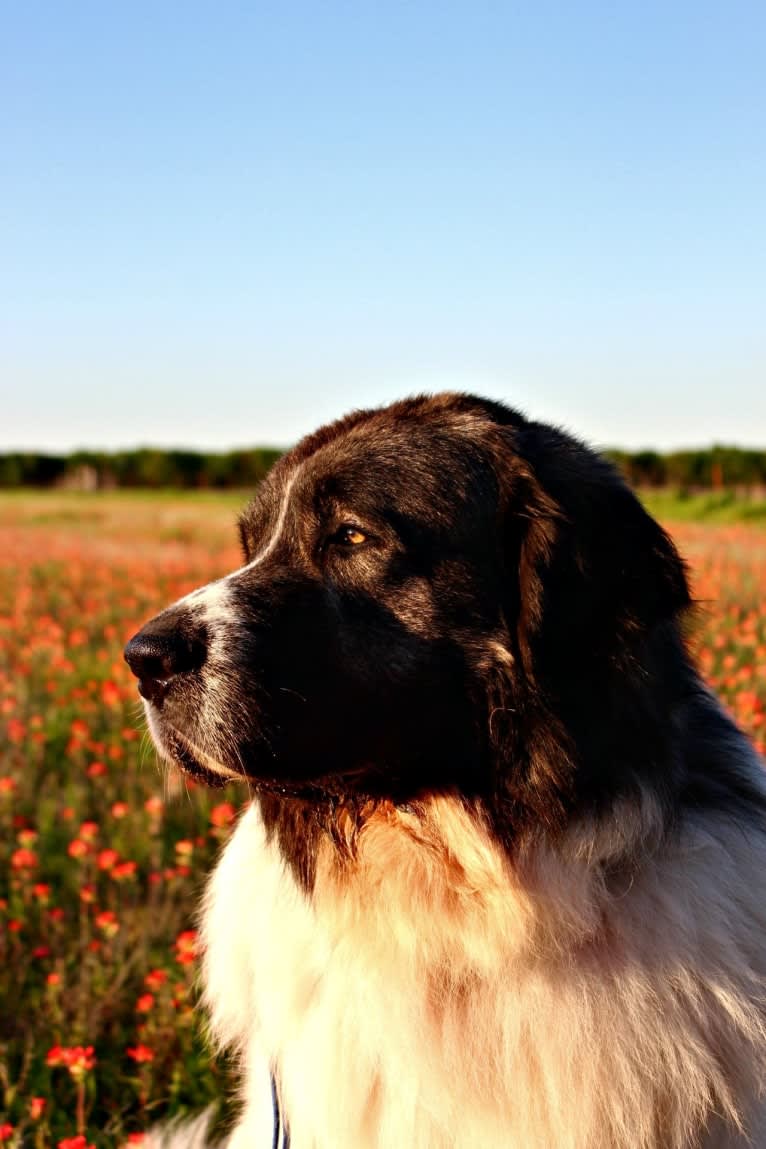 Adonis, a Pyrenean Mastiff tested with EmbarkVet.com