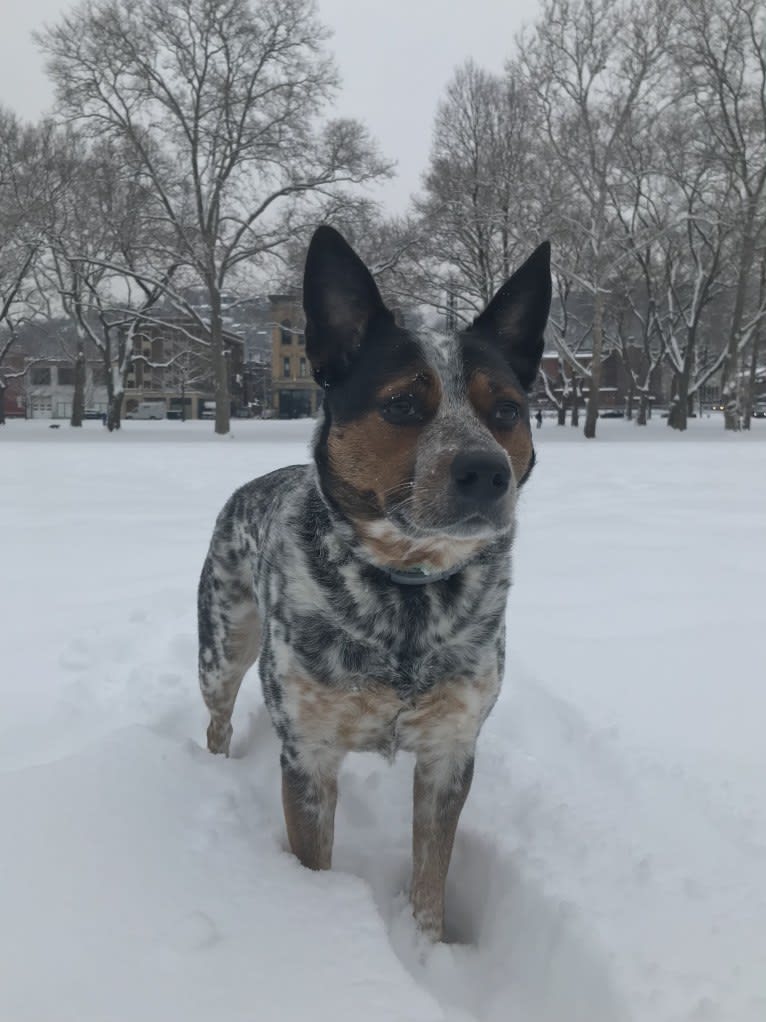 April, an Australian Cattle Dog and Border Collie mix tested with EmbarkVet.com