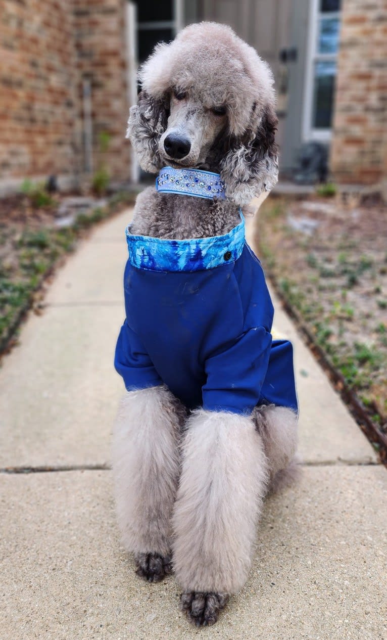 Arwen, a Poodle (Standard) tested with EmbarkVet.com