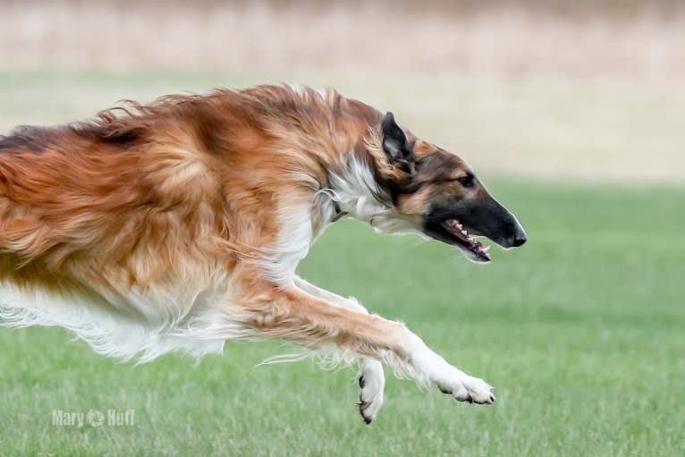 Bene, a Borzoi tested with EmbarkVet.com