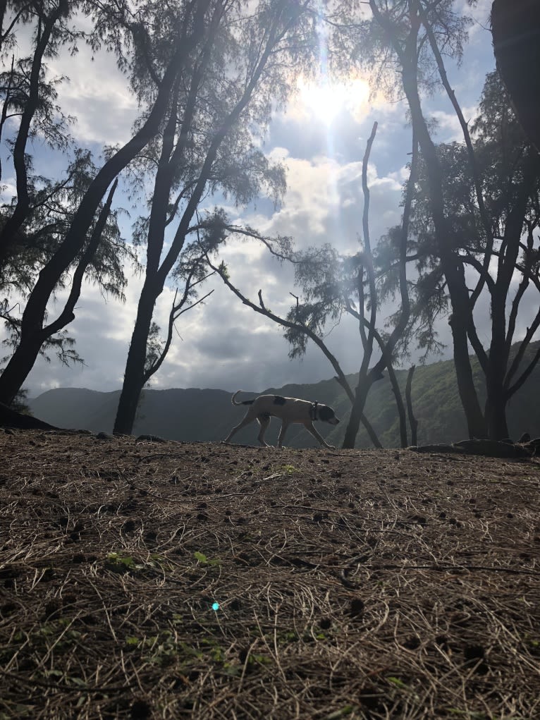 Photo of El Guapo, a Brittany, Catahoula Leopard Dog, and Australian Shepherd mix in Hilo, Hawaii, USA