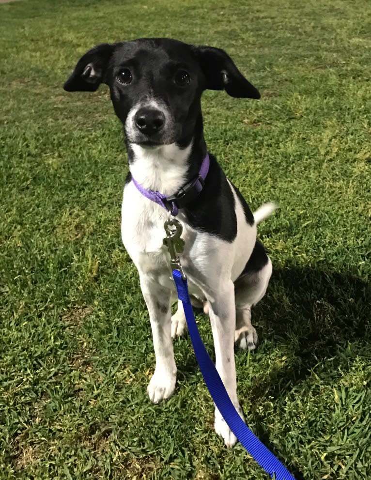 Mojo, a Russell-type Terrier and Chihuahua mix tested with EmbarkVet.com