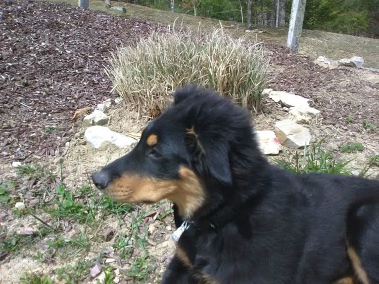 Zuess, an English Shepherd tested with EmbarkVet.com