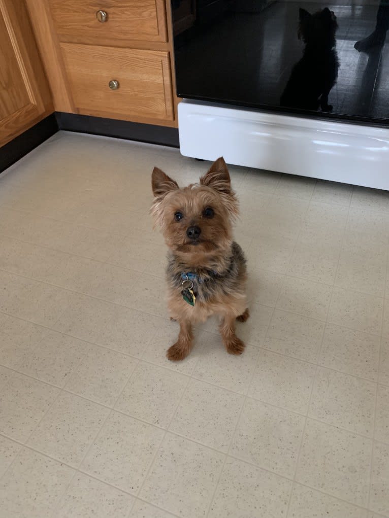Chewie, a Yorkshire Terrier tested with EmbarkVet.com