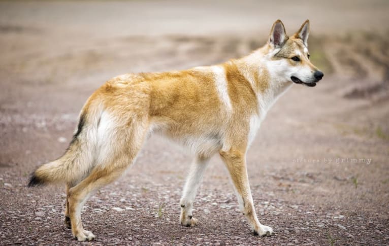 Nando, a Saarloos Wolfdog and Czechoslovakian Vlcak mix tested with EmbarkVet.com