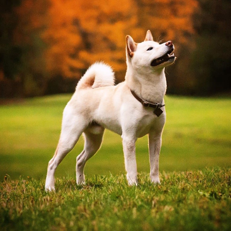 Piper's Creek Kibou, a Shiba Inu tested with EmbarkVet.com