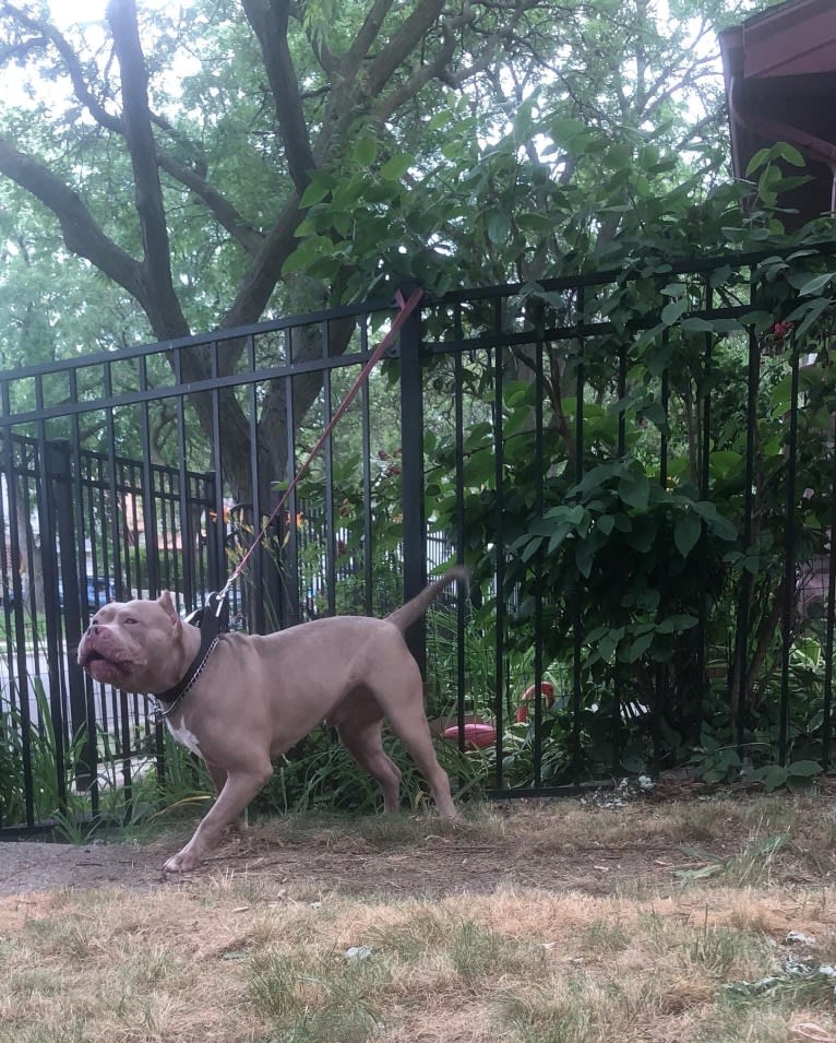 Giannis, an American Bully tested with EmbarkVet.com